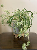 Rare Curly Spider Plant Pups - 3 Live Rooted Cuttings in Water - Chlorophytum comosum 'Bonnie'