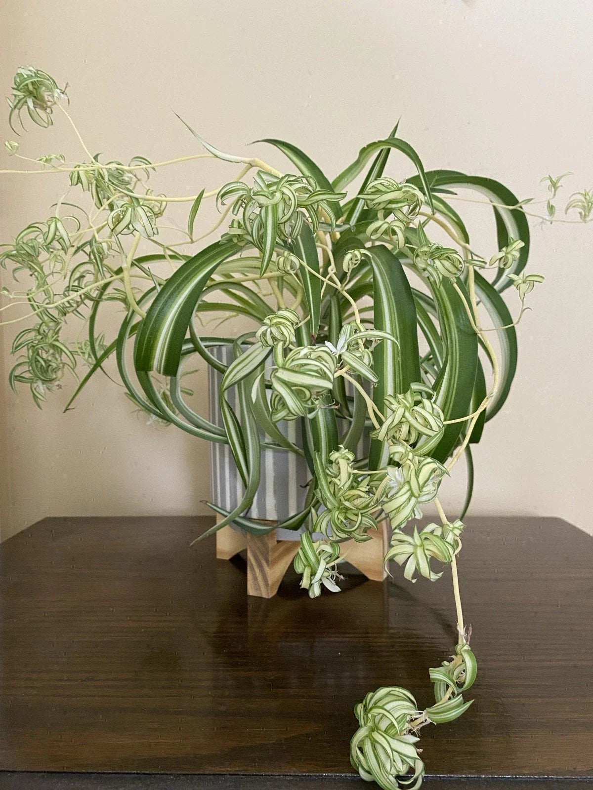 Rare Curly Spider Plant Pups - 3 Live Rooted Cuttings in Water - Chlorophytum comosum 'Bonnie'