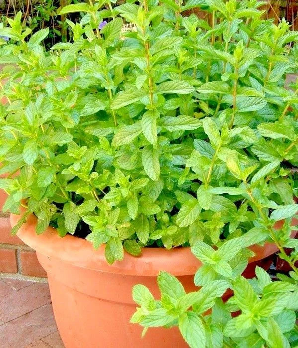 Organic Spearmint Seeds | 301+ Seeds | Perfect for Tea & Patio Gardens | Mentha spicata