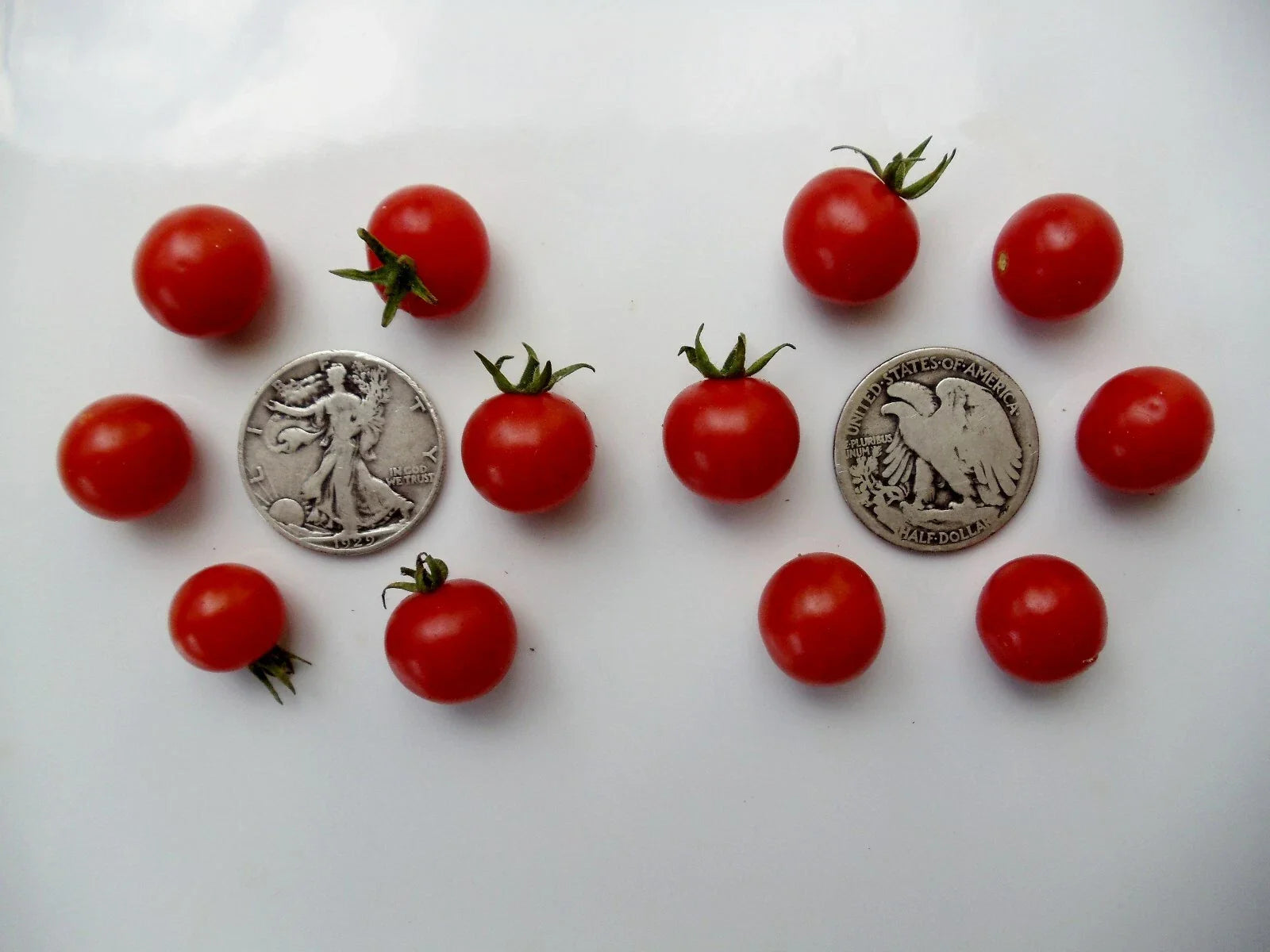 Wild Sweetie Seeds - 30 Count - Super Sweet Variety - Great for Salads - Perfect for Home Gardens