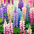 Pixie Delight Lupine Seeds | Non-GMO | 50-1,000 Seeds | Lupinus polyphyllus