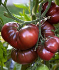 Black Brandywine Tomato Seeds, 15 Non-GMO Beefsteak, Potato Leaf Variety, Heirloom, Solanum lycopersicum