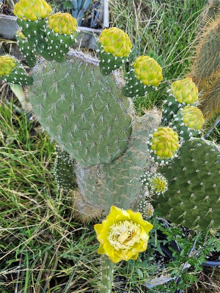 Galapagos Opuntia Megasperma Var. Orientalis - Colored Flower Cactus Plant