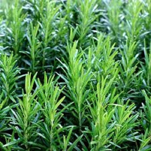Premium Common Rosemary Herb Seeds - Fresh Heirloom Variety (Rosmarinus officinalis) - Buy 3, Get 20% Off!