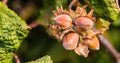 American Hazelnut Tree 12-24" Bare Root Corylus americana Nut-bearing Variety