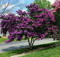 Milk Crape Myrtle Cuttings - 7 Fast-Growing Crepe Myrtle Rooting Cuttings - Lagerstroemia indica