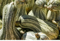 Cushaw Green Striped Pumpkin Seeds - 10 to 575 Seeds - Tennessee Sweet Potato Squash Gourd (Cucurbita argyrosperma)