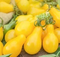 Yellow Pear Tomato Seeds - 50+ Organic Garden Vegetable - Indeterminate Variety - Lycopersicon esculentum