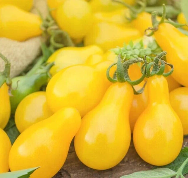 Yellow Pear Tomato Seeds - 50+ Organic Garden Vegetable - Indeterminate Variety - Lycopersicon esculentum