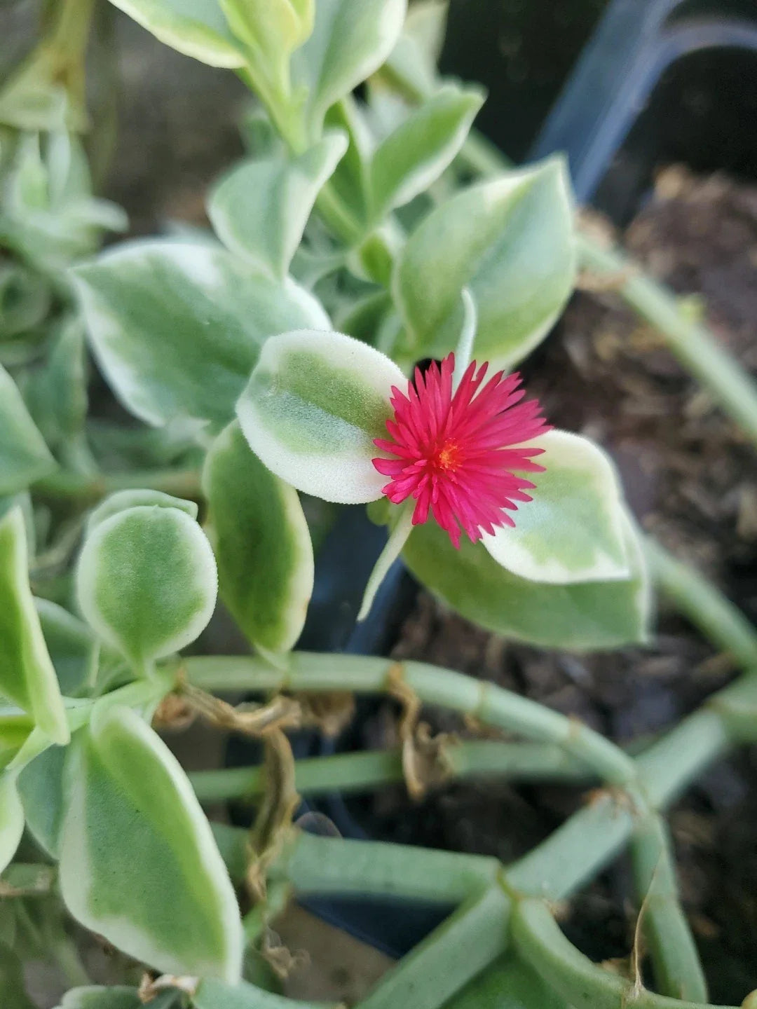 Heartleaf Ice Plant Cuttings 18" Long - Mesembryanthemum Cordifolium Variegata, Succulent, Drought-Tolerant, Ground Cover