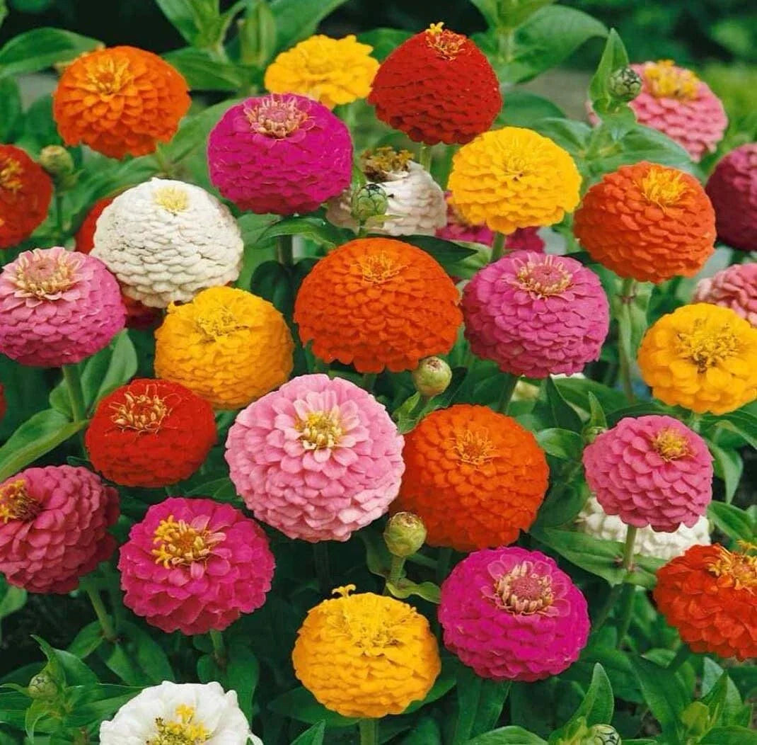 Zinnia Seeds - Thumbelina Mix Dwarf - Non-GMO - 100+ Seeds - Perfect for Gardens - Zinnia elegans