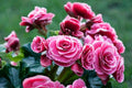 Begonia Seeds 100 Count Glory TR Pretty & Tasty (Begonia spp.) - Non-California Shipping, Domestic Only