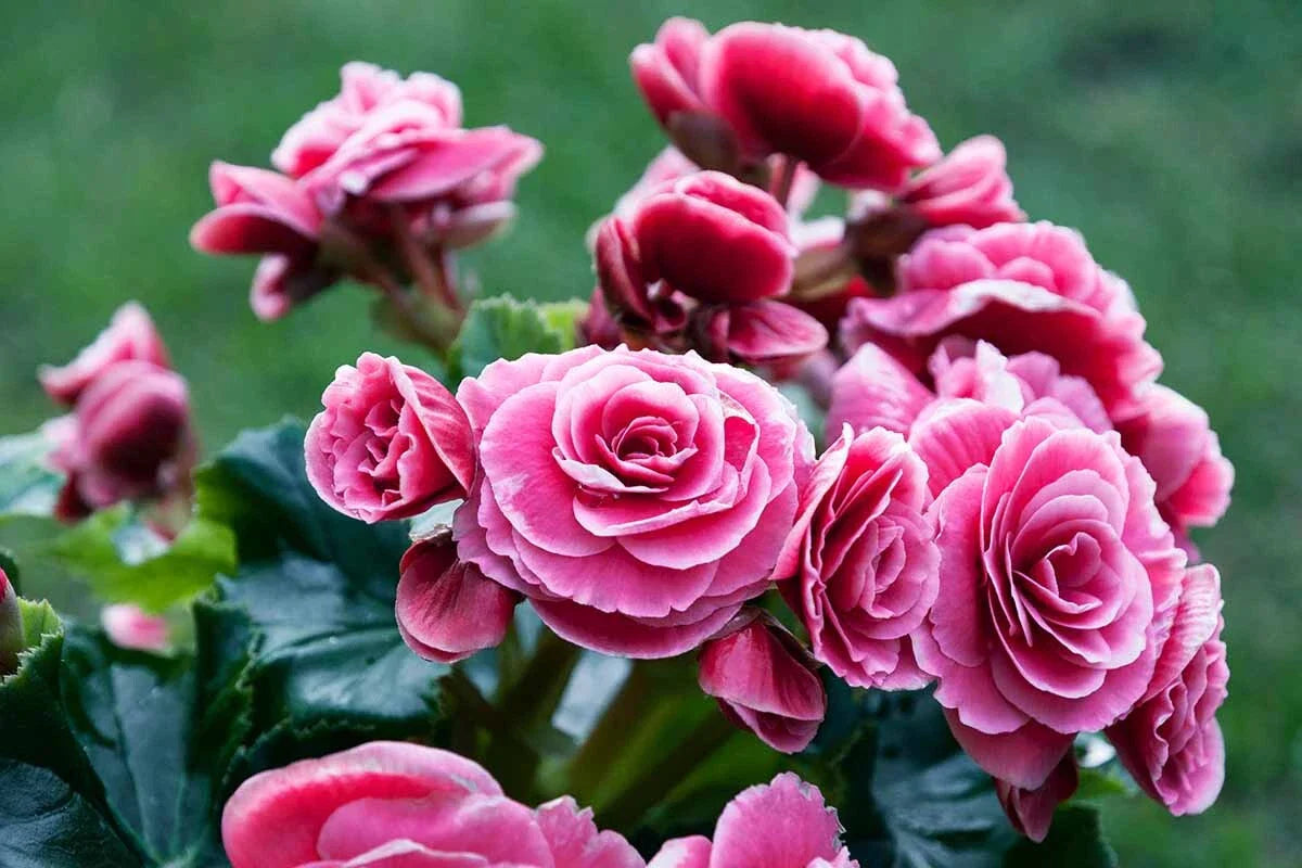 Begonia Seeds 100 Count Glory TR Pretty & Tasty (Begonia spp.) - Non-California Shipping, Domestic Only