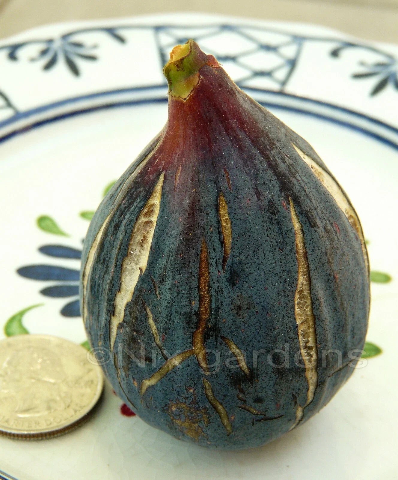 Heirloom Fig Tree Cuttings (2) - Lebanese Black/Purple - Vigorous & Prolific - Ficus carica