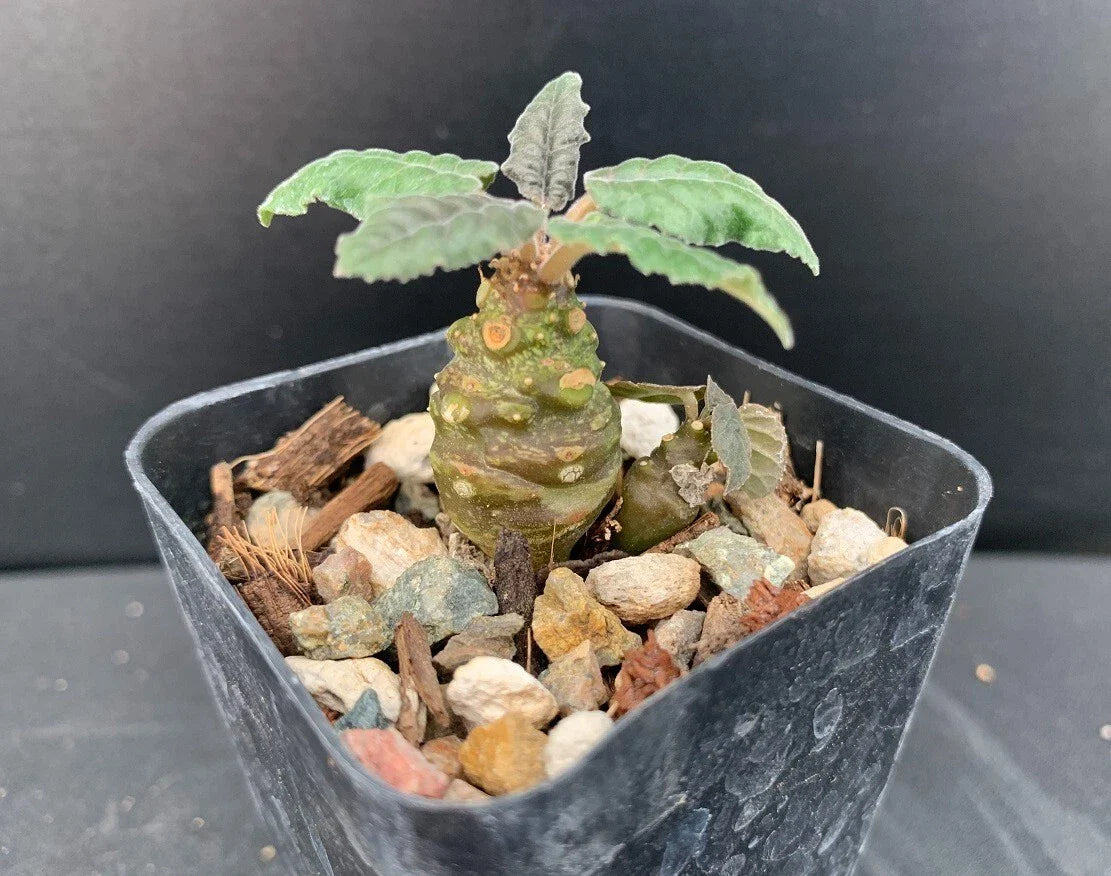 Dorstenia Hybrid Succulent Plant - Rare Well Rooted - 2" Pot - Unique Indoor Plant