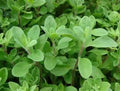 Fresh Sweet Marjoram Seeds - 100 Count - Origanum majorana - Free USA Shipping