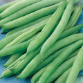 Green Bean Seeds - Greencrop Variety - Non-GMO Fresh Seeds - Phaseolus vulgaris - FREE Shipping