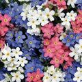 Forget Me Nots Seeds - Mixed Colors, Perennial Early Blooms, Non-GMO, 500 Seeds, Pollinator-Friendly, Myosotis spp.