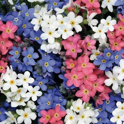 Forget Me Nots Seeds - Mixed Colors, Perennial Early Blooms, Non-GMO, 500 Seeds, Pollinator-Friendly, Myosotis spp.