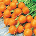 Round Parisian Carrot Seeds | Heirloom Non-GMO | 100+ Seeds | Daucus carota subsp. sativus