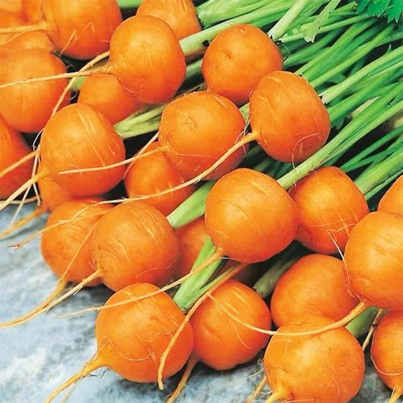 Round Parisian Carrot Seeds | Heirloom Non-GMO | 100+ Seeds | Daucus carota subsp. sativus