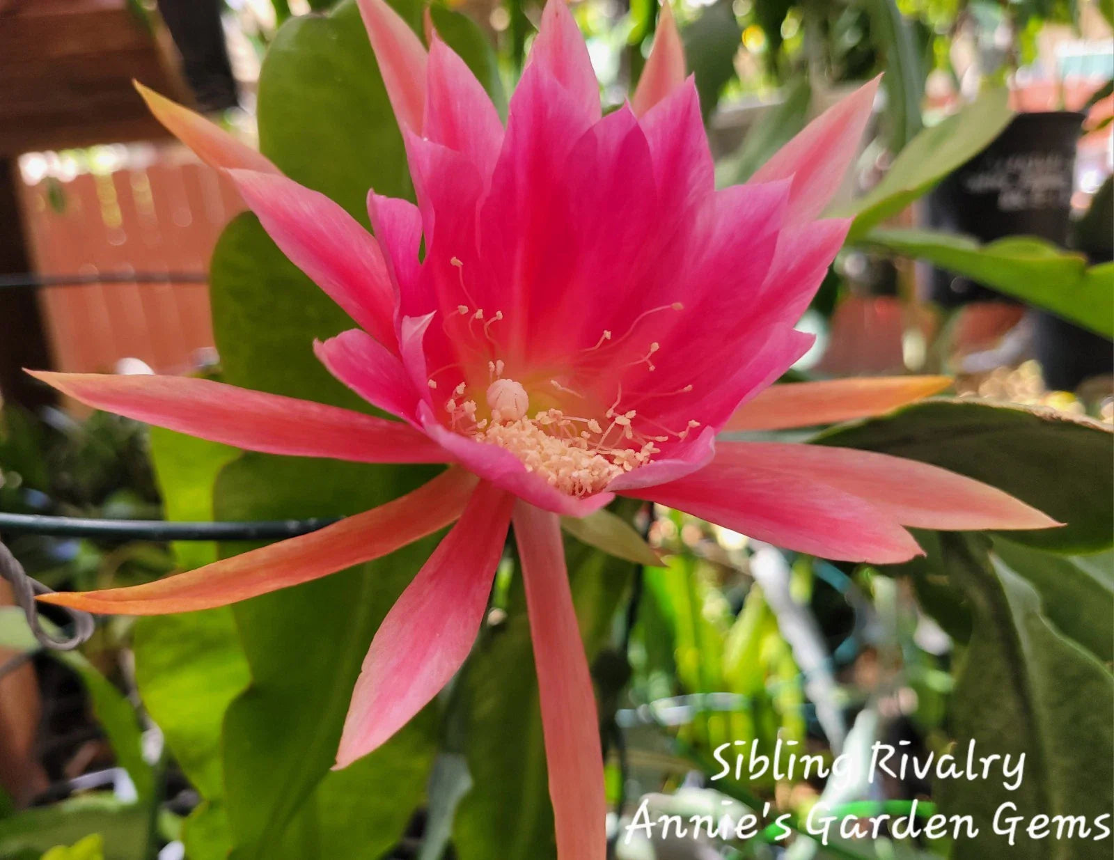Epiphyllum Unrooted Cuttings - Sibling Rivalry Variety - 8 to 10 Inches Long - Ideal for Gardening and Propagation