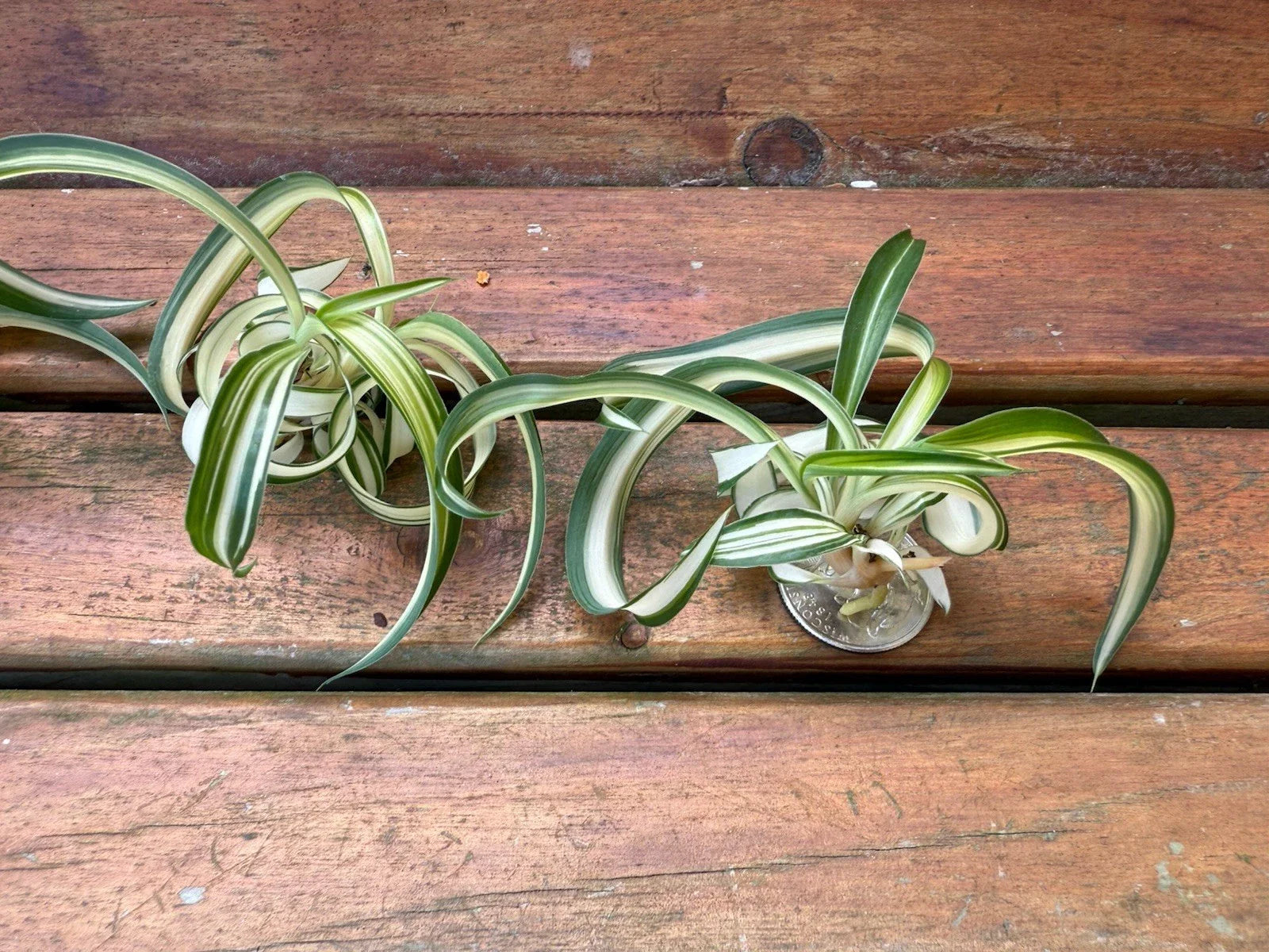 Variegated Bonnie Curly Spider Plant Cuttings - Chlorophytum comosum - 2 Live Plant Babies - Easy Care Houseplant