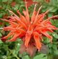Orange Bee Balm Seeds - 100 Count - Hummingbird Flower Seeds - Monarda didyma