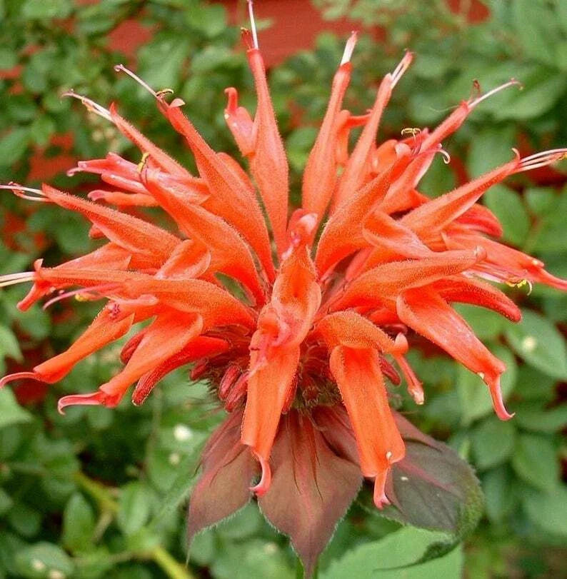 Orange Bee Balm Seeds - 100 Count - Hummingbird Flower Seeds - Monarda didyma