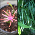 Epiphyllum Cuttings 6"-8" Long Georges Favorite Orchid Cactus Succulent
