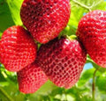Organic Strawberry Seeds, 50 Seeds, Fragaria, Fruit Seeds, Berry Seeds, Non-GMO Gardening Supplies