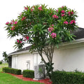 Mexican Red Plumeria Seeds - Tropical Frangipani Flower (P. rubra) - Exotic Garden Plant Seeds for Home and Landscape