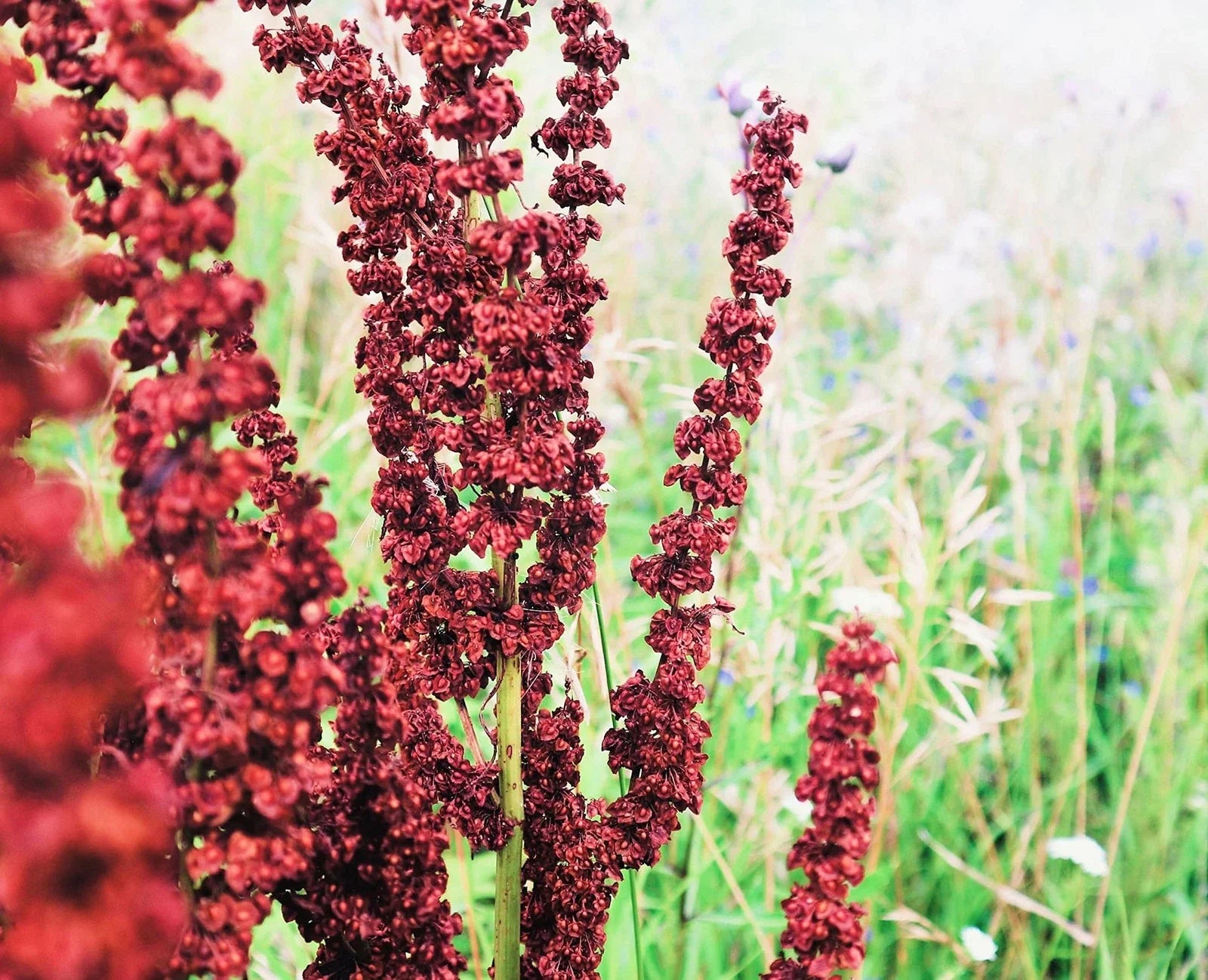 Cactusweed Seeds 50 Count - Curly Dock Seeds (Rumex crispus) for Planting, Non-GMO, Garden Use