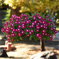 Vinca Seeds Set of 1000 - Sunsplash Burgundy GL - Catharanthus roseus - Non-Californian Shipping