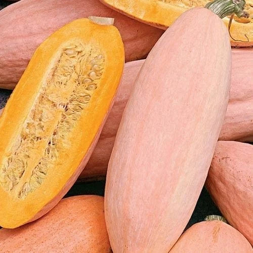 Jumbo Pink Banana Squash Seeds - Heirloom Non-GMO Variety - Cucurbita maxima