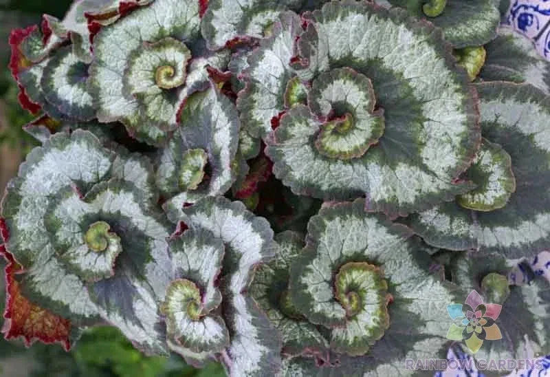 Escargot Begonia Seeds - 25+ Seeds for Garden Planting - Unique Leaf Variegation - Begonia 'Escargot'