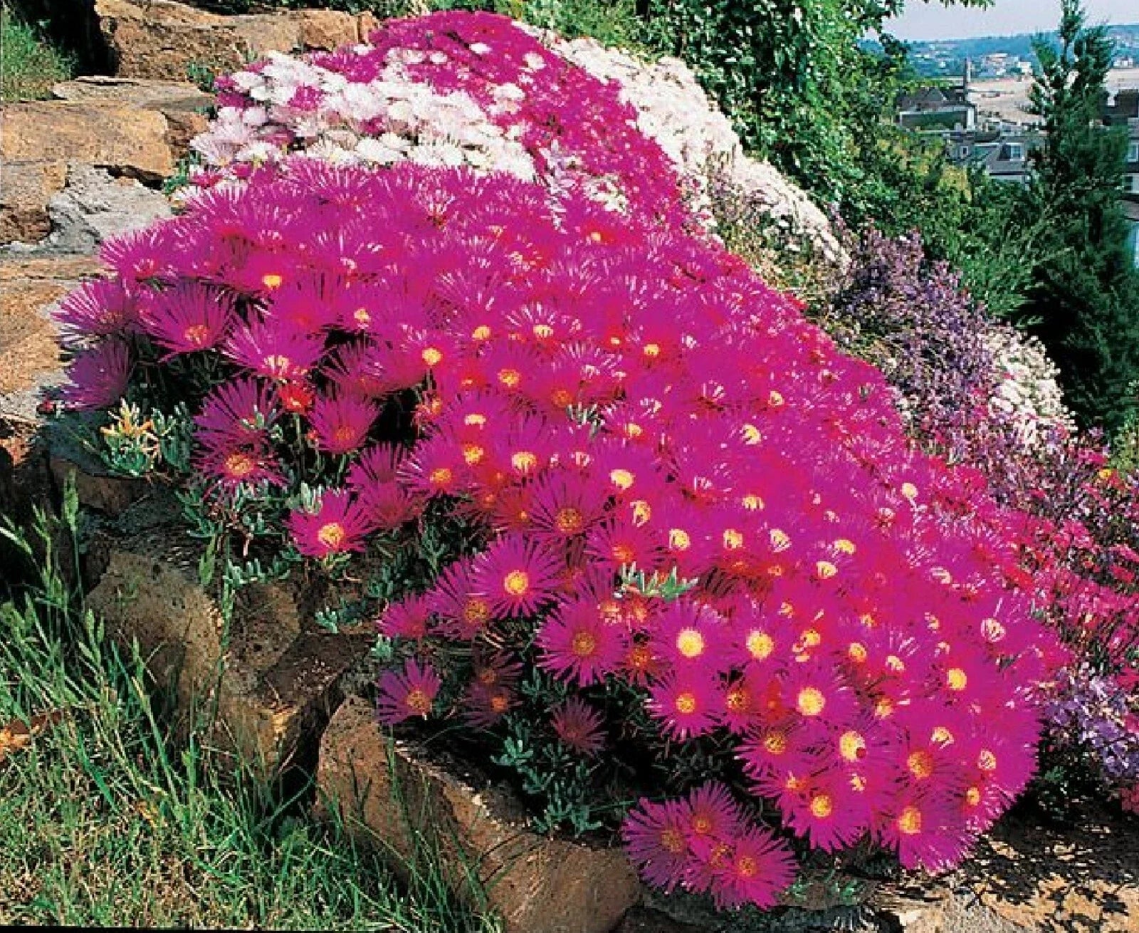 Ice Plant Succulent Seeds - Dorotheanthus bellidiformis - 400+ Seeds - Drought-Resistant Ground Cover - Free Shipping