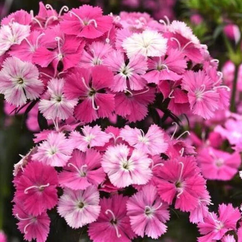 Dianthus 'Sweet Rose Magic' Pelleted Seeds - 15 Count, Pink Flowering Perennial, Hardy Garden Plant