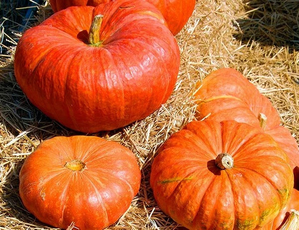 Cinderella Pumpkin Seeds 10+ Count | Rouge Vif D'Etampes | Non-GMO | Heirloom Garden Seeds