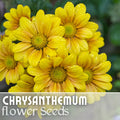 Chrysanthemum Seeds - Golden Tide Mum - 200+ Annual Flower Seeds - Perfect for Gardens - Chrysanthemum morifolium
