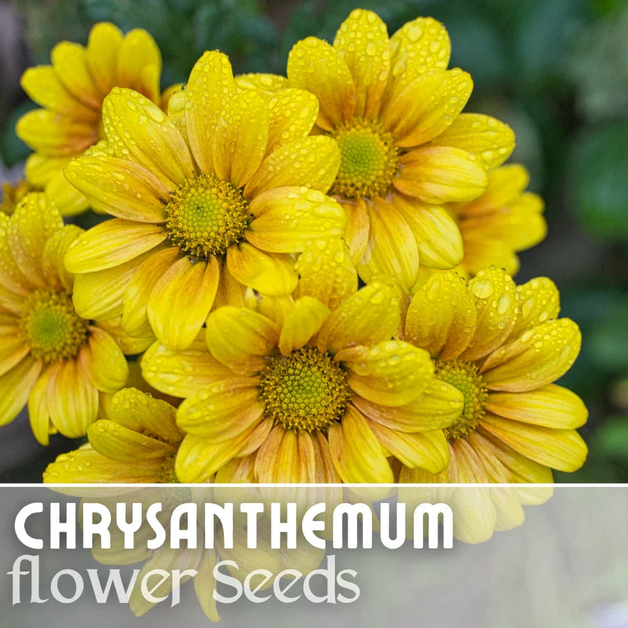 Chrysanthemum Seeds - Golden Tide Mum - 200+ Annual Flower Seeds - Perfect for Gardens - Chrysanthemum morifolium