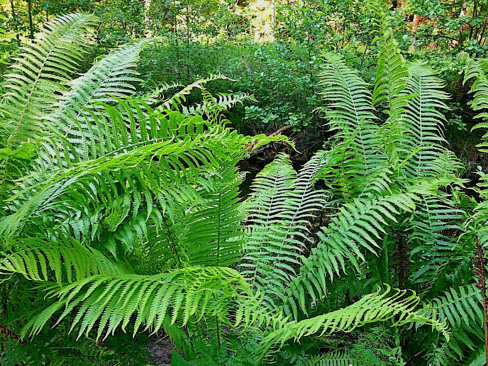 Western Sword Fern Seeds (Spore) - Large 3' x 3'+, Hardy to -4°F, Pteridium aquilinum