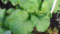 Florida Broadleaf Mustard Seeds - Heirloom Variety, Huge Leaves, 450 - 50,000 Seeds, Southern India Origin
