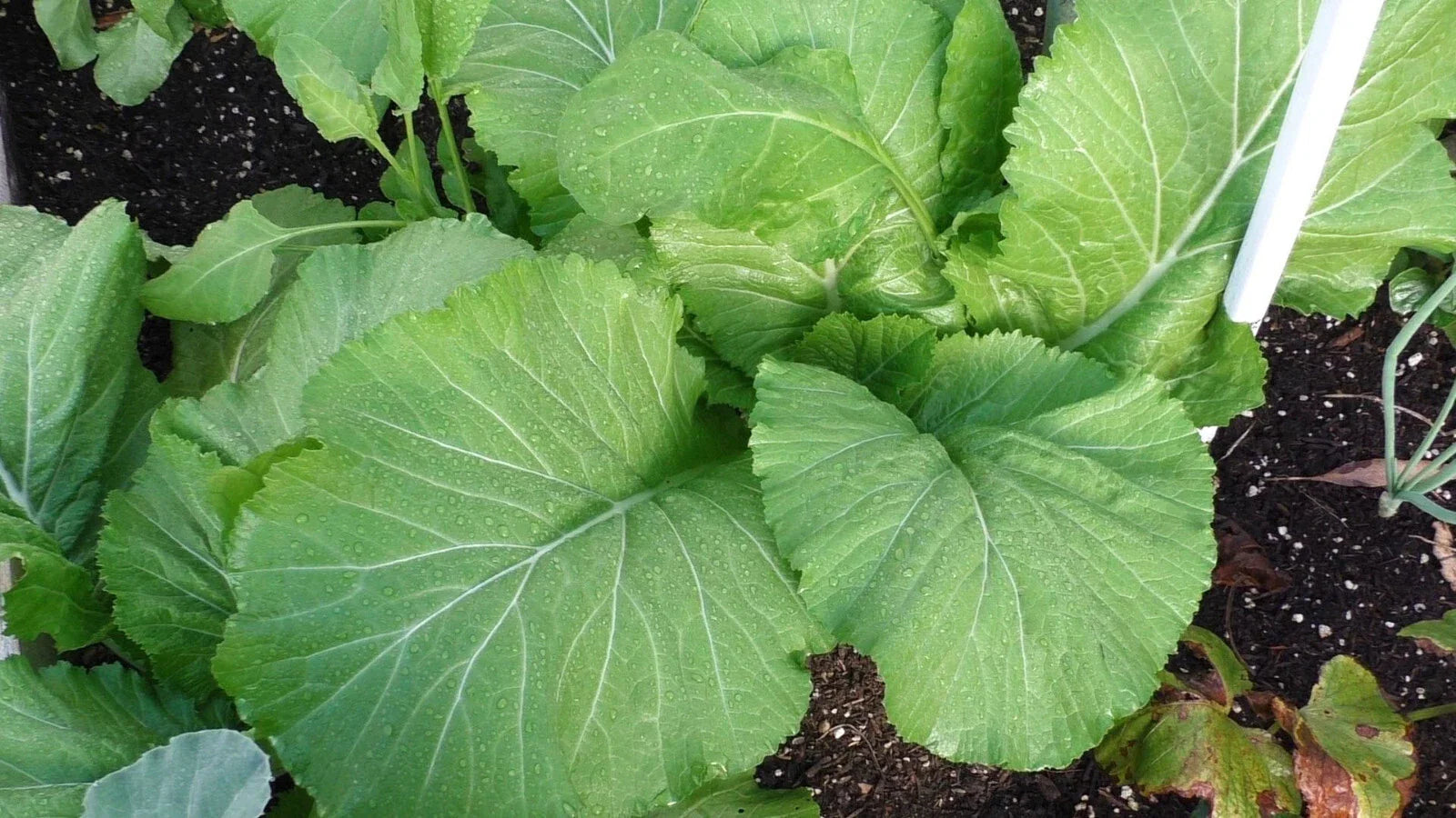 Florida Broadleaf Mustard Seeds - Heirloom Variety, Huge Leaves, 450 - 50,000 Seeds, Southern India Origin