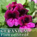 Geranium Seeds 100+ Berry Phantom Fragrant Fresh Flower Seeds Non-GMO