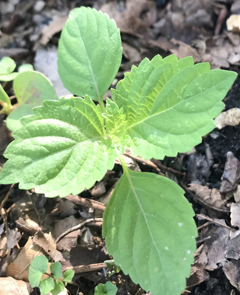 Green Perilla Shiso Plants - 3+ Live Starter Bare Roots - Perennial Herbs (Perilla frutescens)