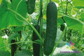 Corinto Cucumber Seeds - 25+ Pack - Heirloom Variety for Garden Planting - Cucumis sativus - USA