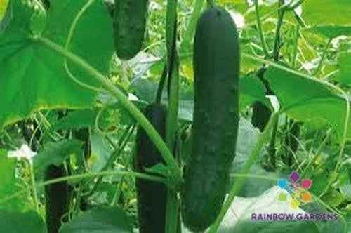 Corinto Cucumber Seeds - 25+ Pack - Heirloom Variety for Garden Planting - Cucumis sativus - USA