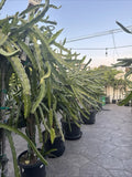 Dragon Fruit Cuttings - 5 Unknown Varieties - 20-26 Inches Long - Pitaya (Hylocereus spp.)