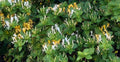 Honeysuckle Plant Cuttings - 6 Unrooted Cuttings - Lonicera spp. - Perfect for Gardening and Landscaping
